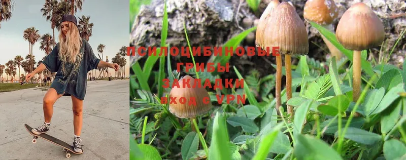 Галлюциногенные грибы MAGIC MUSHROOMS  hydra как войти  Каменка  магазин продажи наркотиков 